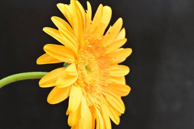 Güzel, sarı Gerbera çiçeğine yaklaş.