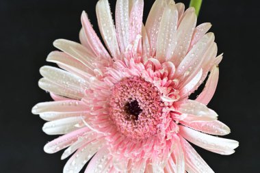 Siyah arka planda pembe Gerbera çiçeğini kapat 