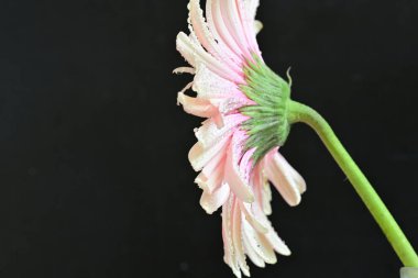 Siyah arka planda pembe Gerbera çiçeğini kapat 