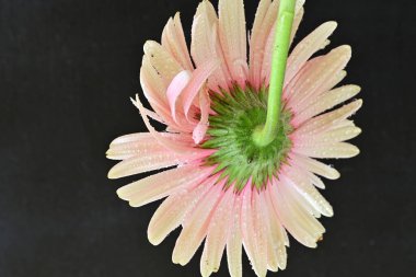 Siyah arka planda pembe Gerbera çiçeğini kapat 
