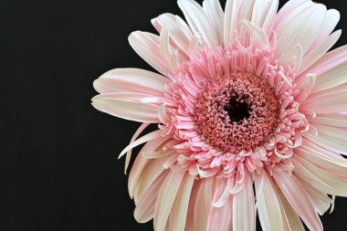 Siyah arka planda pembe Gerbera çiçeğini kapat 