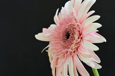 Siyah arka planda pembe Gerbera çiçeğini kapat 