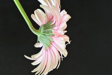 Siyah arka planda pembe Gerbera çiçeğini kapat 