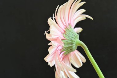 Siyah arka planda pembe Gerbera çiçeğini kapat 