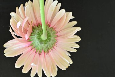 Siyah arka planda pembe Gerbera çiçeğini kapat 