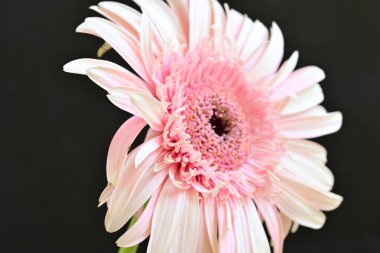 Siyah arka planda pembe Gerbera çiçeğini kapat 