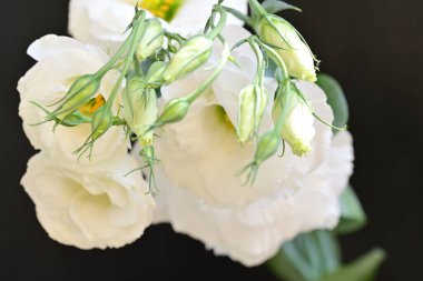 Karanlık bir arka planda güzel Eustoma çiçekleri.