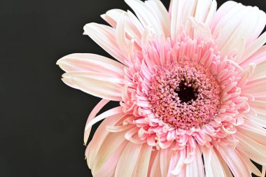 Siyah arka planda pembe Gerbera çiçeğini kapat 
