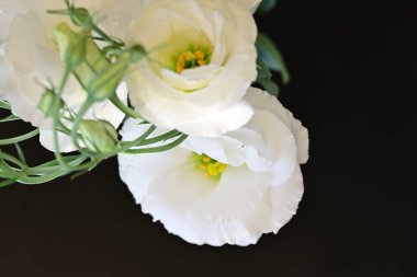 Karanlık bir arka planda güzel Eustoma çiçekleri.