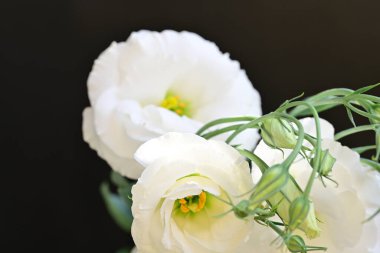 Karanlık bir arka planda güzel Eustoma çiçekleri.