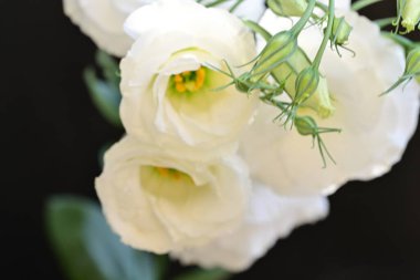 Karanlık bir arka planda güzel Eustoma çiçekleri.