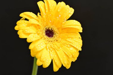 güzel sarı gerbera çiçeği siyah arkaplanda 