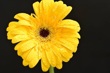 güzel sarı gerbera çiçeği siyah arkaplanda 