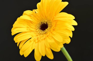 güzel sarı gerbera çiçeği siyah arkaplanda 