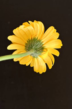 güzel sarı gerbera çiçeği siyah arkaplanda 