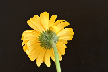 güzel sarı gerbera çiçeği siyah arkaplanda 
