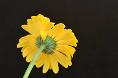 güzel sarı gerbera çiçeği siyah arkaplanda 