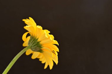 güzel sarı gerbera çiçeği siyah arkaplanda 