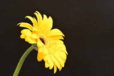 güzel sarı gerbera çiçeği siyah arkaplanda 