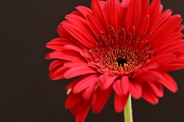Siyah arkaplanda kırmızı gerbera papatyası 