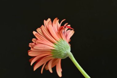 Siyah arkaplanda kırmızı gerbera papatyası 