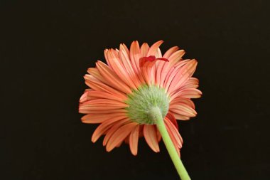 Siyah arka planda turuncu çiçek, yaz bitkisinin yakın görüntüsü 