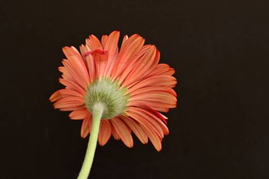 Siyah arka planda turuncu çiçek, yaz bitkisinin yakın görüntüsü 