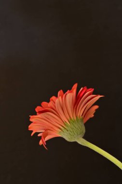 Siyah arka planda turuncu çiçek, yaz bitkisinin yakın görüntüsü 