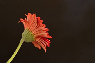 Siyah arka planda turuncu çiçek, yaz bitkisinin yakın görüntüsü 