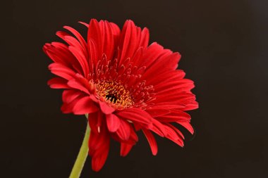 Siyah arkaplanda kırmızı gerbera papatyası 
