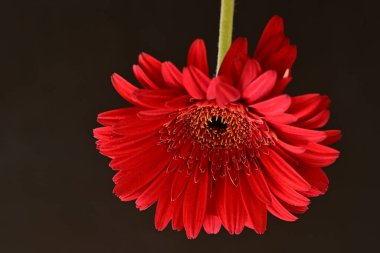 Siyah arkaplanda kırmızı gerbera papatyası 