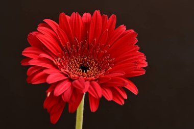 Siyah arkaplanda kırmızı gerbera papatyası 