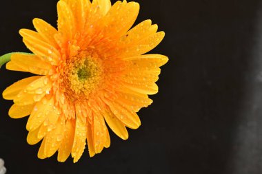 Siyah arka planda turuncu çiçek, yaz bitkisinin yakın görüntüsü 