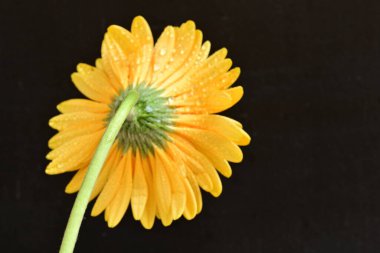 Siyah arka planda turuncu çiçek, yaz bitkisinin yakın görüntüsü 