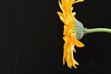 Siyah arka planda turuncu çiçek, yaz bitkisinin yakın görüntüsü 