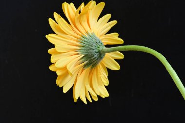 Siyah arka planda turuncu çiçek, yaz bitkisinin yakın görüntüsü 