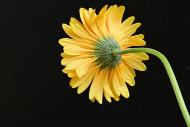 Siyah arka planda turuncu çiçek, yaz bitkisinin yakın görüntüsü 