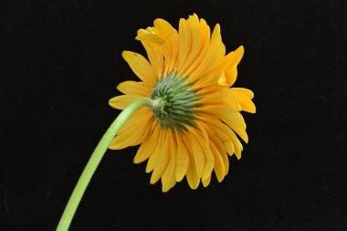 Siyah arka planda turuncu çiçek, yaz bitkisinin yakın görüntüsü 