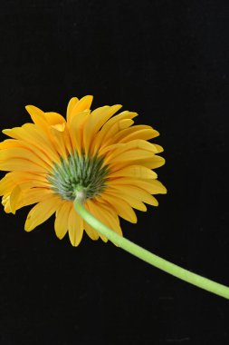 Siyah arka planda turuncu çiçek, yaz bitkisinin yakın görüntüsü 