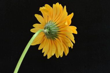 Siyah arka planda turuncu çiçek, yaz bitkisinin yakın görüntüsü 