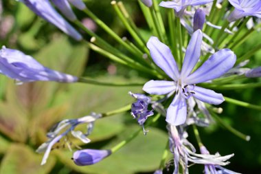 Yakınlaştırma merceği en canlı çiçeklere odaklandı.