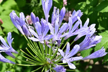 Bahçe çiçeklerini yakından gören bir renk patlaması.