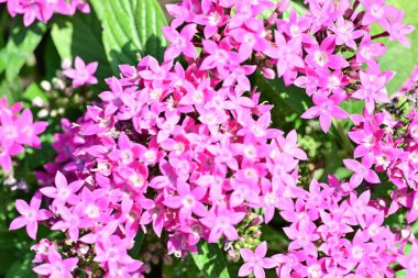 Bahçedeki göz kamaştırıcı çiçeklerin dar çerçevesi.