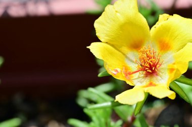 Bahçesinde güzel çiçekler olan bir çiçek tarlası.