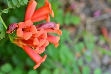 Bahçedeki göz kamaştırıcı çiçeklerin dar çerçevesi.