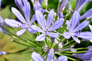 Yakın planda parlayan çiçekler görülüyor..