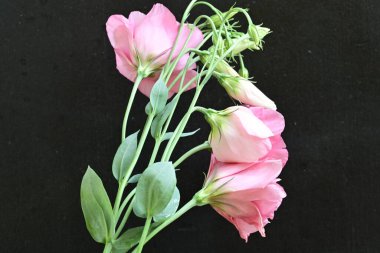 Siyah arkaplanda bir buket yaz çiçeği, yakın çekim manzarası 