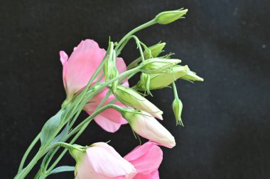 Siyah arkaplanda bir buket yaz çiçeği, yakın çekim manzarası 