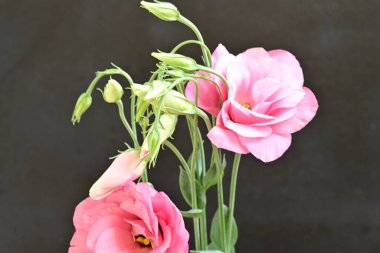 Siyah arkaplanda bir buket yaz çiçeği, yakın çekim manzarası 