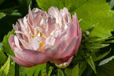 Bahçede açan güzel şakayık çiçekleri